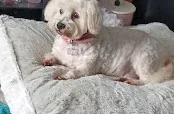 Snugglepupps Dog Grooming