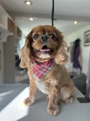 So Fetch Dog Grooming