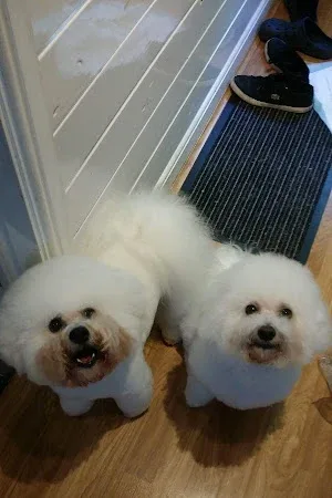Soapy Dog
