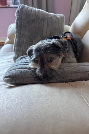 Sophie's Dog Grooming