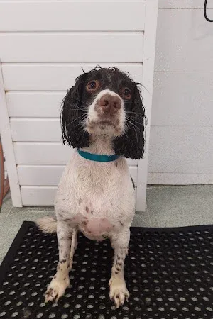 Sophie's Groom Room and Canine Hydrotherapy Centre