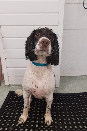 Sophie's Groom Room and Canine Hydrotherapy Centre