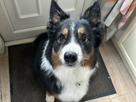 Sophie's Pawsome Grooming