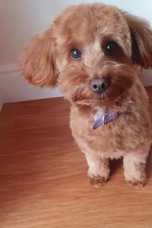 Sparkle Paws Parlour