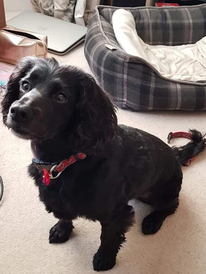 Sparkles Premier Dog Grooming Salon