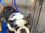 Spoilt Rotten Professional Dog Grooming