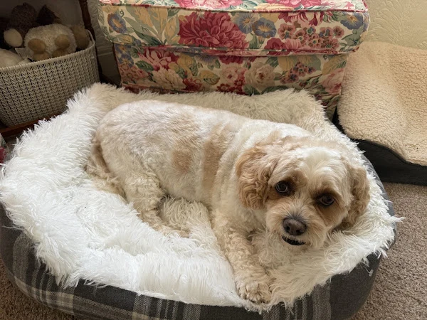 Spooner’s Dog Groomers