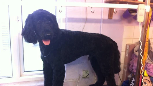 Spot On Dog Grooming