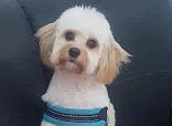 Spotless dogs