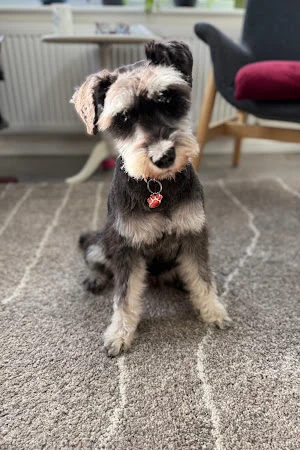 Spruced Up Dog Grooming