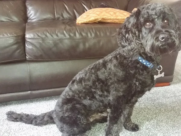 St Anne’s Dog Grooming Salon - Paw Purrfection