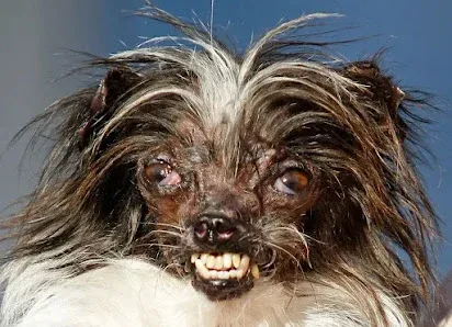 Stacie's groomers