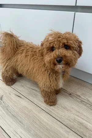 Star Made Dog Groomers