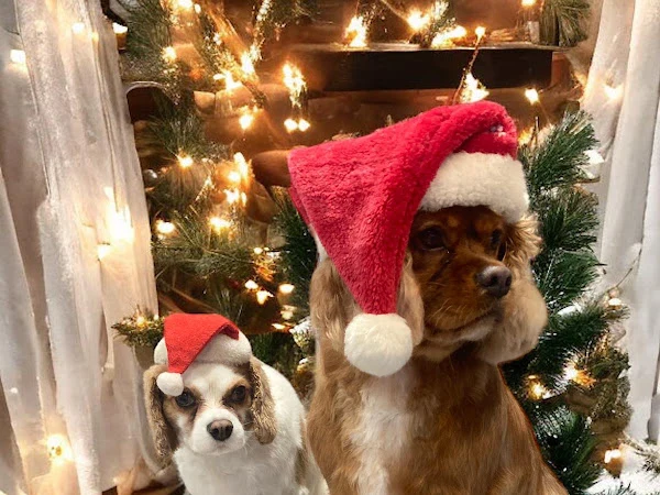 Stop to Paws