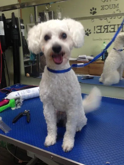 Style4Paws Professional Dog Grooming York