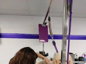 Sue Oliver Dog Grooming Studio