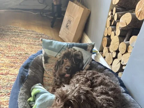 Superpaws Pet Service