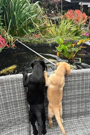 Sussex Microchipping and Scanning