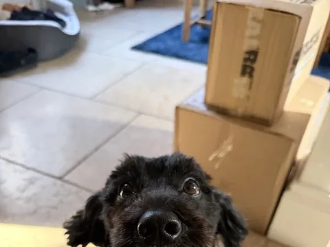 Sweet Pea's Dog Grooming