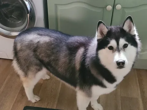 Sweets Dog Grooming