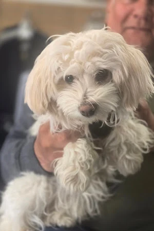 Swiggles Dog Grooming