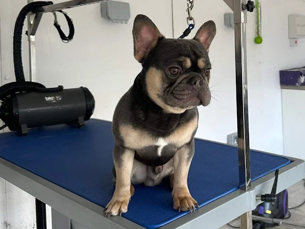 T Dawgs Grooming Salon