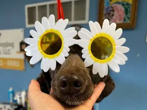 Tail wagging trims limited