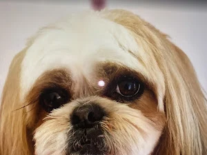 Tailored Trims-Professional Dog Grooming