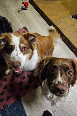 Tails a Waggin Pet Nutrition