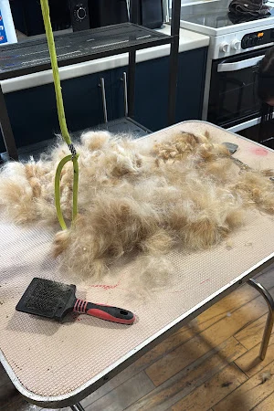 Tamed Tails