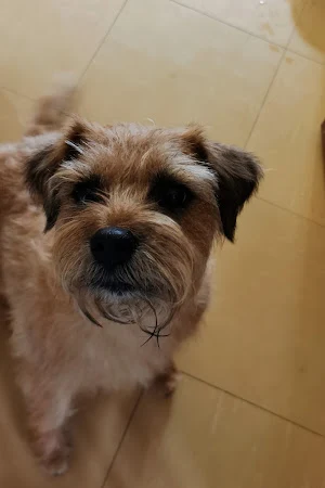 Tanglewood Dog Grooming Spa