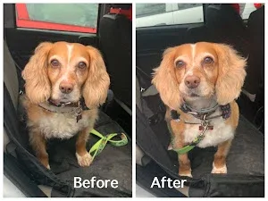 Tanya’s Dog Grooming