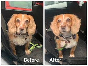Tanya’s Dog Grooming