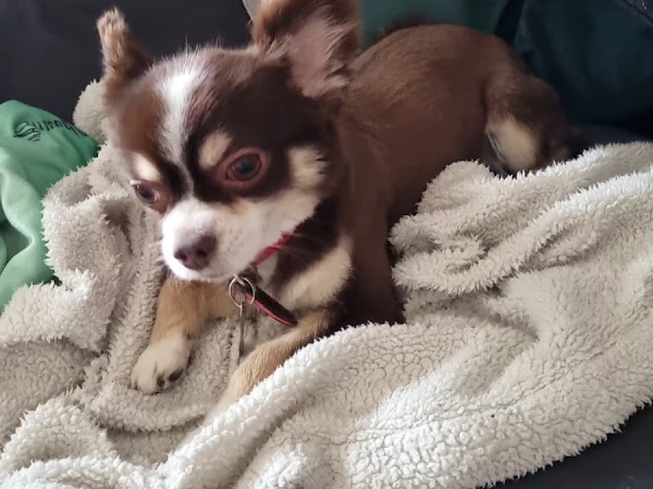 Tanya's Pampered Pets