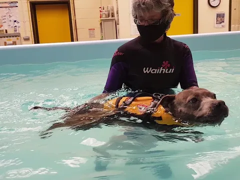 Taras K9 Hydro And Dog Grooming