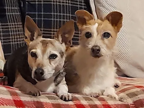 Tatty Mutts Dog Groomers