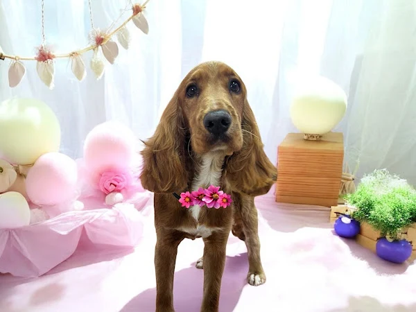 Teddy Bear Dog Grooming