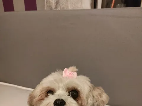 Teddy Bear Grooming