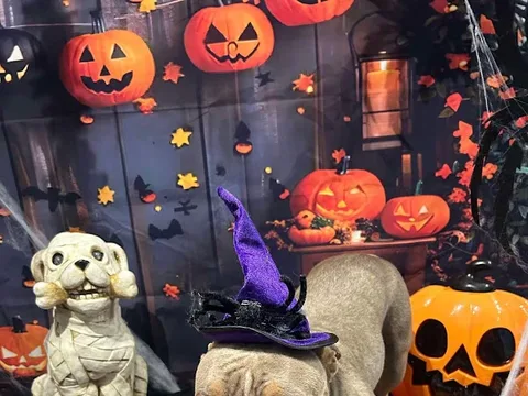 Teddy’s Trims Dog Grooming