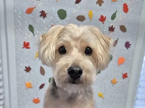 Telle-Tail Grooming
