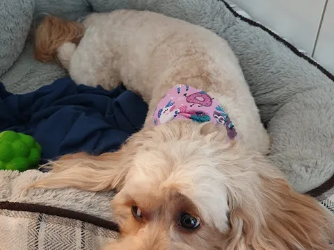 Tender Love and Fur