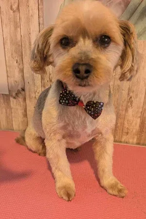 Teo's Dog Grooming Services