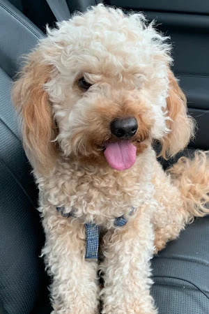 The Barking Barber (Mobile Dog Grooming)