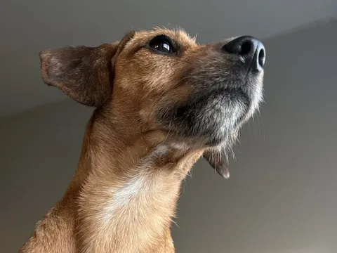The Brighton Pet Spa