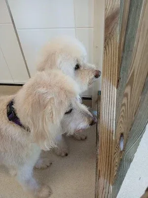 The Contented Canine Company