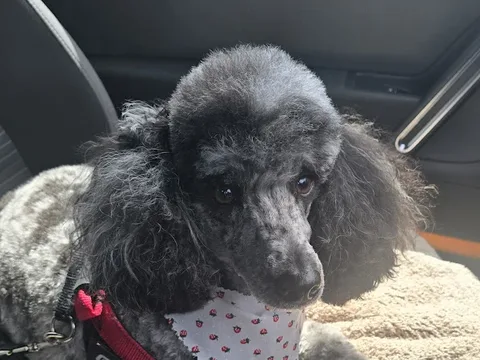 The Cornish Dog Barber