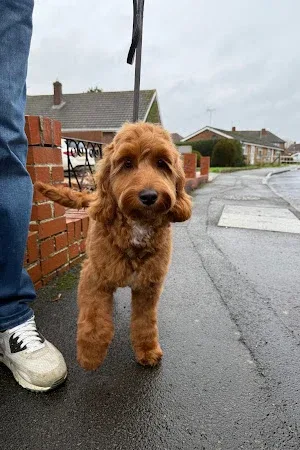 The Dapper Dog