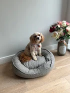 The Dirty Dawg Pet Services