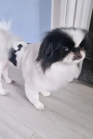 The Dog Boutique