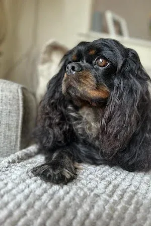 The Dog Groomer of Ashton Hayes